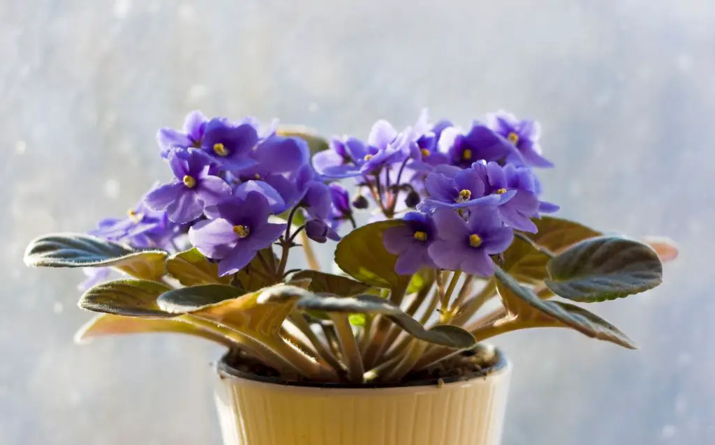 african violet with flowers in pot