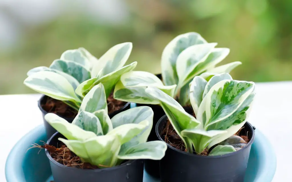 4 baby rubber plants in pots