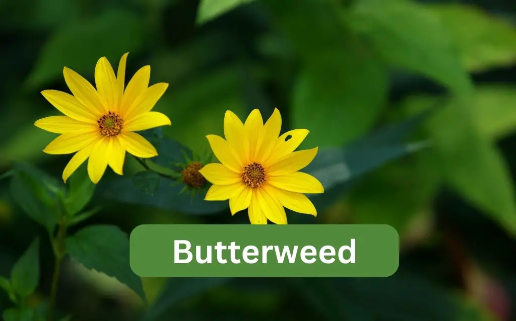 Yellow Butterweed blooms