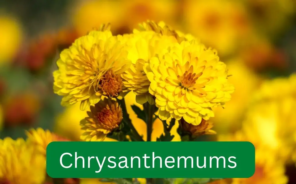 Chrysanthemums