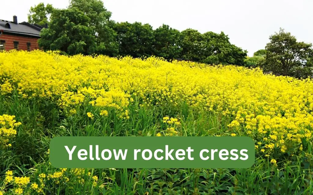 Field of Rocket Cress