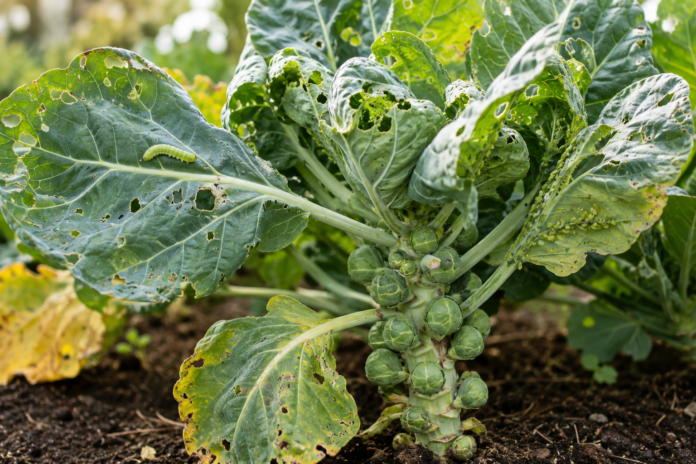 Brussels sprout plant with insect-damaged leaves, a cabbage worm, and aphids