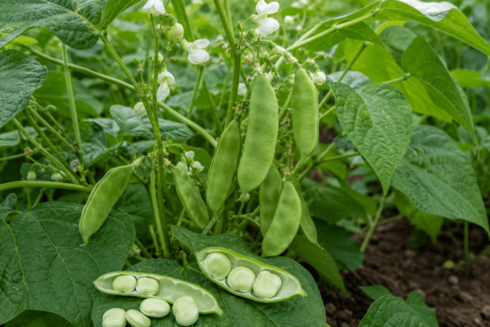 Garden Lima Beans