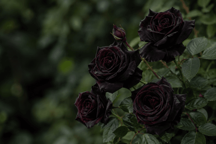 Deep burgundy-black roses blooming against dark green garden foliage