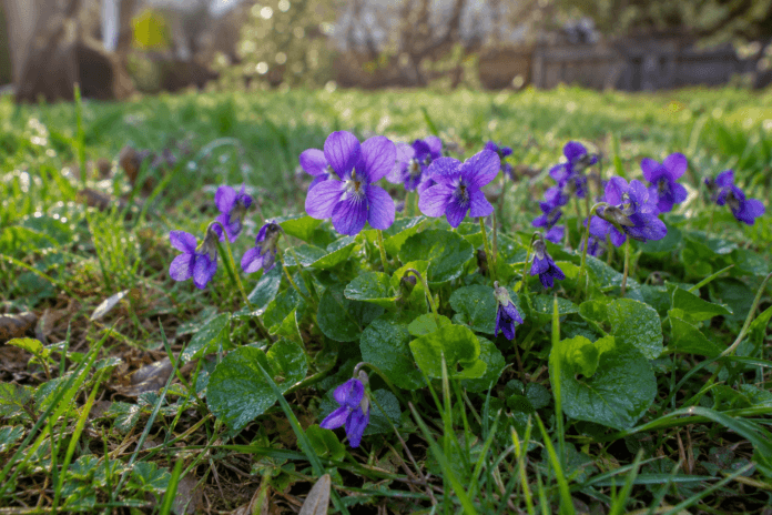 Wild purple violets growing among green grass in a residential lawn